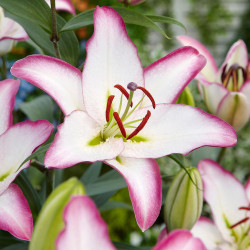 One flower of Oriental lily Brasilia, showing a blossom that has recently opened and has not yet blushed to be almost totally pink.