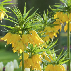 Fritillaria lutea maxima, showing this spring-blooming bulb's distinctive yellow flowers and green topknot.