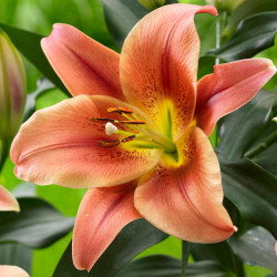 The flower of Oriental trumpet lily Montego Bay, displaying the colors of apricot and burnt orange.