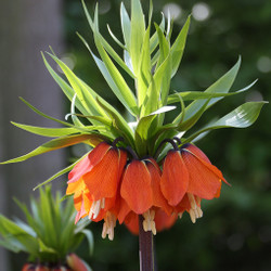 The flower of Fritillaria rubra maxima, also knowns as crown imperial, highlighting the orange bells and distinctive green topknot.