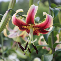 Oriental trumpet lily Scheherazade, showing this OT lily's downward facing flowers with dark pink and deep red petals, outlined in white.