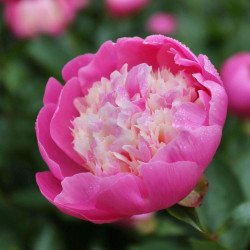 Peony Lactiflora Bowl of Beauty (Fall)