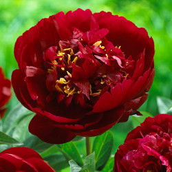 Peony Lactiflora Buckeye Belle (Spring)