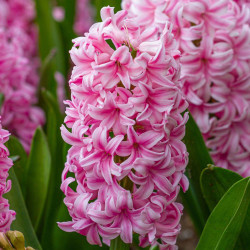 Side view of Hyacinth orientalis Pink Pearl, clearly showing this variety's light pink and dark pink florets.