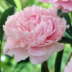 Peony Lactiflora Sarah Bernhardt (Spring)