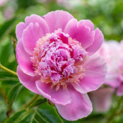 Peony Lactiflora Sorbet (Fall)