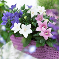 Platycodon Balloon Flower Mix