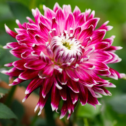 Dinnerplate dahlia Vancouver, showing the flower's large size and long, cranberry-pink petals with white tips.