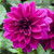 One blossom of dinnerplate dahlia Thomas Edison, showing this heirloom variety's large size and rich, plum purple color.