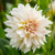 Dahlia Dinnerplate Cafe Au Lait