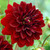 One blossom of the deep red decorative dahlia Arabian Night, showing this heirloom variety's perfect flower form and velvety, dark red petals.