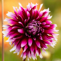 Cactus dahlia Alauna Clair-Obscur, featuring a single blossom with forked, cranberry pink petals that are tipped with white.