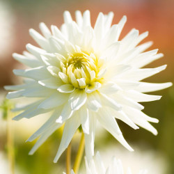 A spiky, pure white flower of cactus dahlia My Love on a bright, sunny summer day.