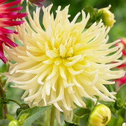 Side view of the cactus dahlia Yellow Star, showing this variety's spidery form with quilled and twisted that are pale yellow and cream.