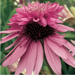 Echinacea Double Decker