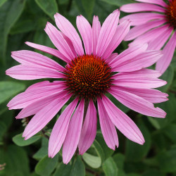 Echinacea Purple Magnus