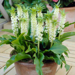 Eucomis autumnalis, a pineapple lily with white flowers, growing in a terra cotta pot,