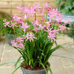 Nerine bowdenii growing in a patio planter and displaying its pink flowers.