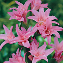 The fragrant, bright pink flowers of Crinum powellii, a heat tolerant summer-blooming bulb.