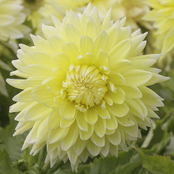 A single blossom of dinnerplate dahlia Kelvin Floodlight, showing this flower's large size and frilly, pale yellow petals.