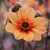 Single dahlia HS Date, showing one daisy-like blossom with peach petals and an orange ring around the chocolate center.