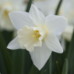 Close up of a single blossom of white trumpet daffodil Mount Hood, showing the large flower size and large, flared trumpet.