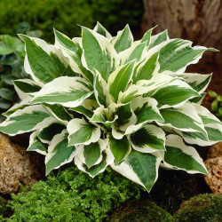 Hosta Medium Leaf Patriot