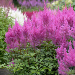 Astilbe Chinesis Gloria Purpurea