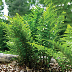 Fern Dryopteris marginalis Leatherwood