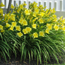 Daylily Fragrant Returns - Bulk Offer