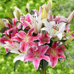 A large bouquet of fragrant Oriental lilies, featuring a mix of different varieties that includes white, light pink, and deep pink.