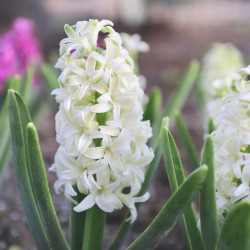 The all white hyacinth Aiolos blooming in a spring garden.