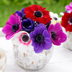 A bouquet of purple, red, pink and white single anemones in a clear glass vase.