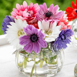 A bouquet of St. Brigid anemones in a clear glass vase, featuring white, pink, red and purple flowers.