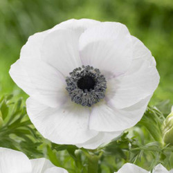 A single, pure white blossom of De Caen anemone Black Eye, showing the flower's prominent blue-black center.