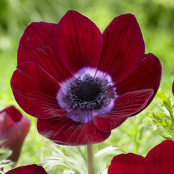 The burgundy flower of Anemone De Caen Bordeaux.