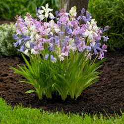 The pink, white and blue flowers of spring-blooming Hyacinthoides campanulata, commonly known as wood hyacinths.