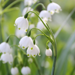 Close up of the green and white flowers of Leucojum Gravetye Giant, commonly known as summer snowflake.