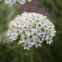 The white, dome-shaped flower head of Allium nigrum, made from dozens of star-like florets.