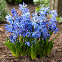 A clump of blue scilla siberica blooming in a spring garden.