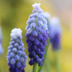 Side view of grape hyacinth Muscari Ocean Magic, showing how the light and dark blue blossoms graduate in color from dark below to almost white on top.