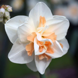 Close up of a single blossom of double daffodil Delnashaugh, showing this variety's pure white outer petals and frilly, peach and tangerine inner petals.