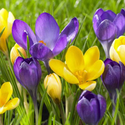 Two varieties of species crocus blooming in a spring garden, featuring the purple flowers of Ruby Giant with the bright yellow flowers of Romance.