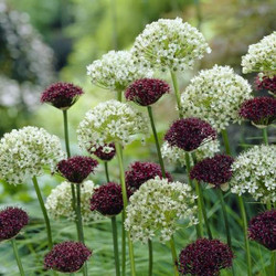 A large planting of two types of late spring alliums, featuring the white flowers of Allium nigrum and the deep maroon flowers of Allium atropurpureum.