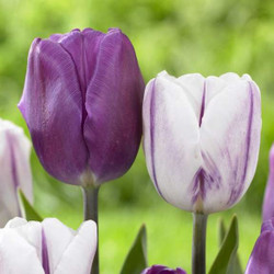 Side view of two triumph tulips, featuring deep purple Purple Flag on the left and white and purple striped Flaming Flag on the right.