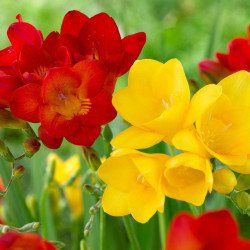 Clusters of freesia blossoms, featuring both red and yellow flowers.