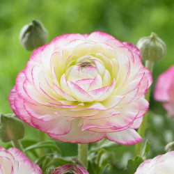 The flower of ranunculus Tomer Picotee, displaying white petals with pink edges.