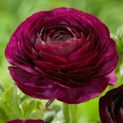 A single, burgundy flower of ranunculus Tomer Purple.