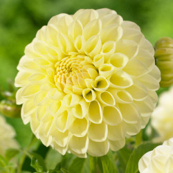 Close up of ball dahlia Boom Boom Yellow, showing the blossom's pale yellow color and perfect form.