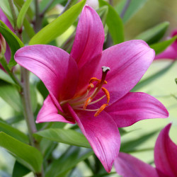 The raspberry-pink flower of Oriental Trumpet lily Purple Prince.